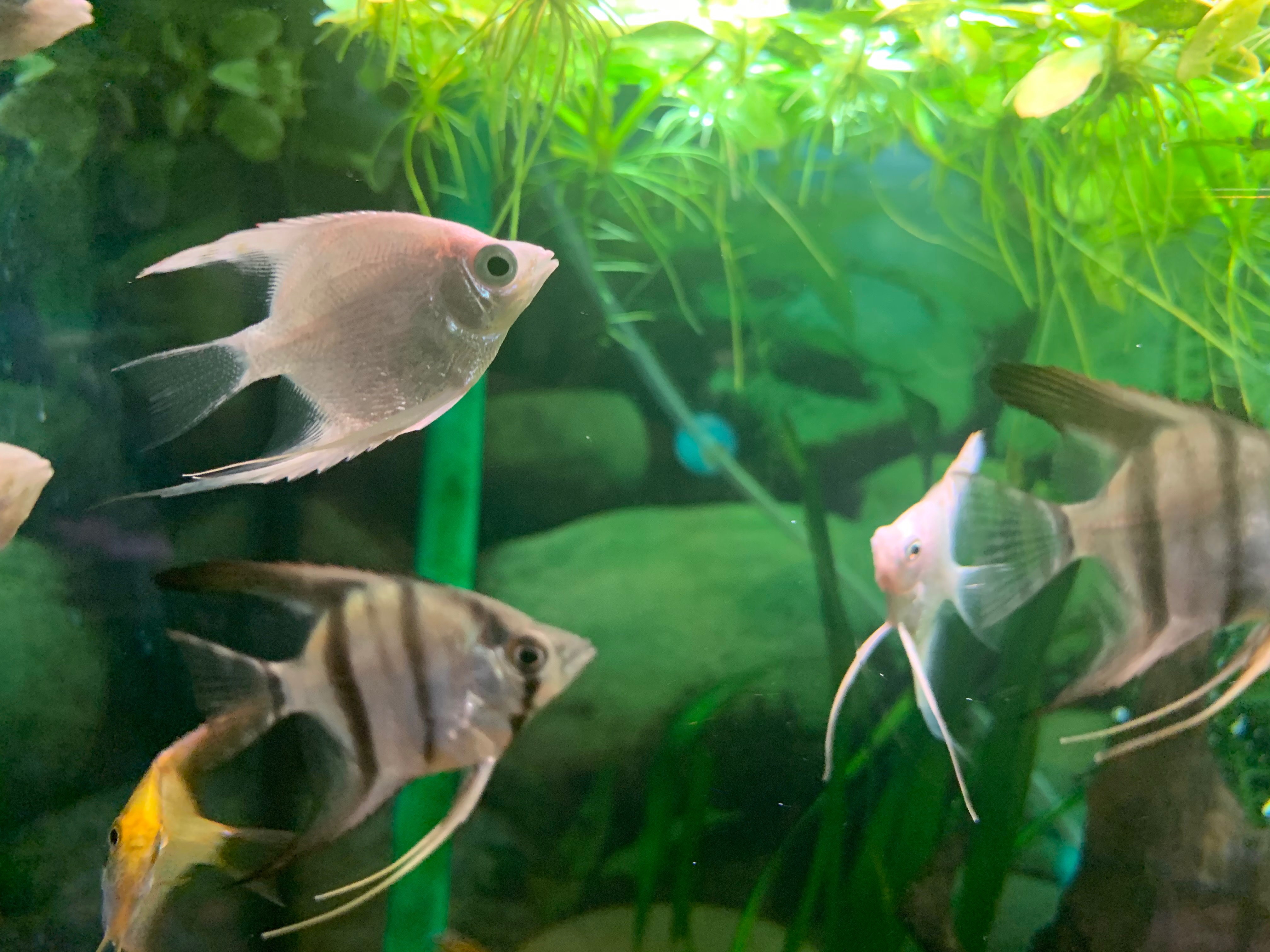 blogi - kuolleiden kalojen akvaario, happea ideakulttuurille